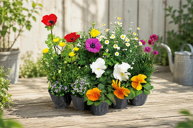 季節の花苗コースのお届け例