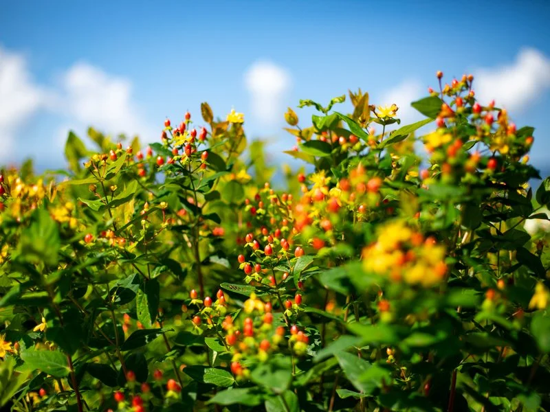 産地の畑で咲く季節の花