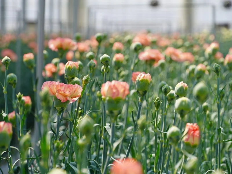 ハウスで育てられている花