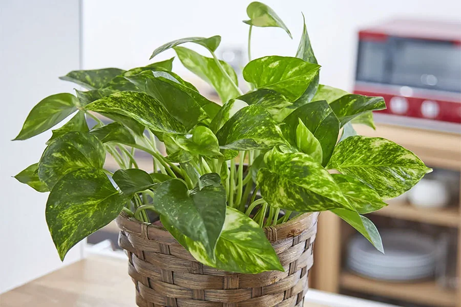 鉢植えの観葉植物