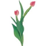 季節の特別商品ご注文フォーム