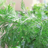 季節の特別商品ご注文フォーム 花の定期便 日本総合園芸