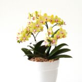 2025 夏を楽しむ花便り