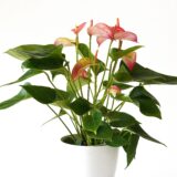 2025 夏を楽しむ花便り