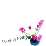プラスONE 切り花S [2024年12月 - 2回目]