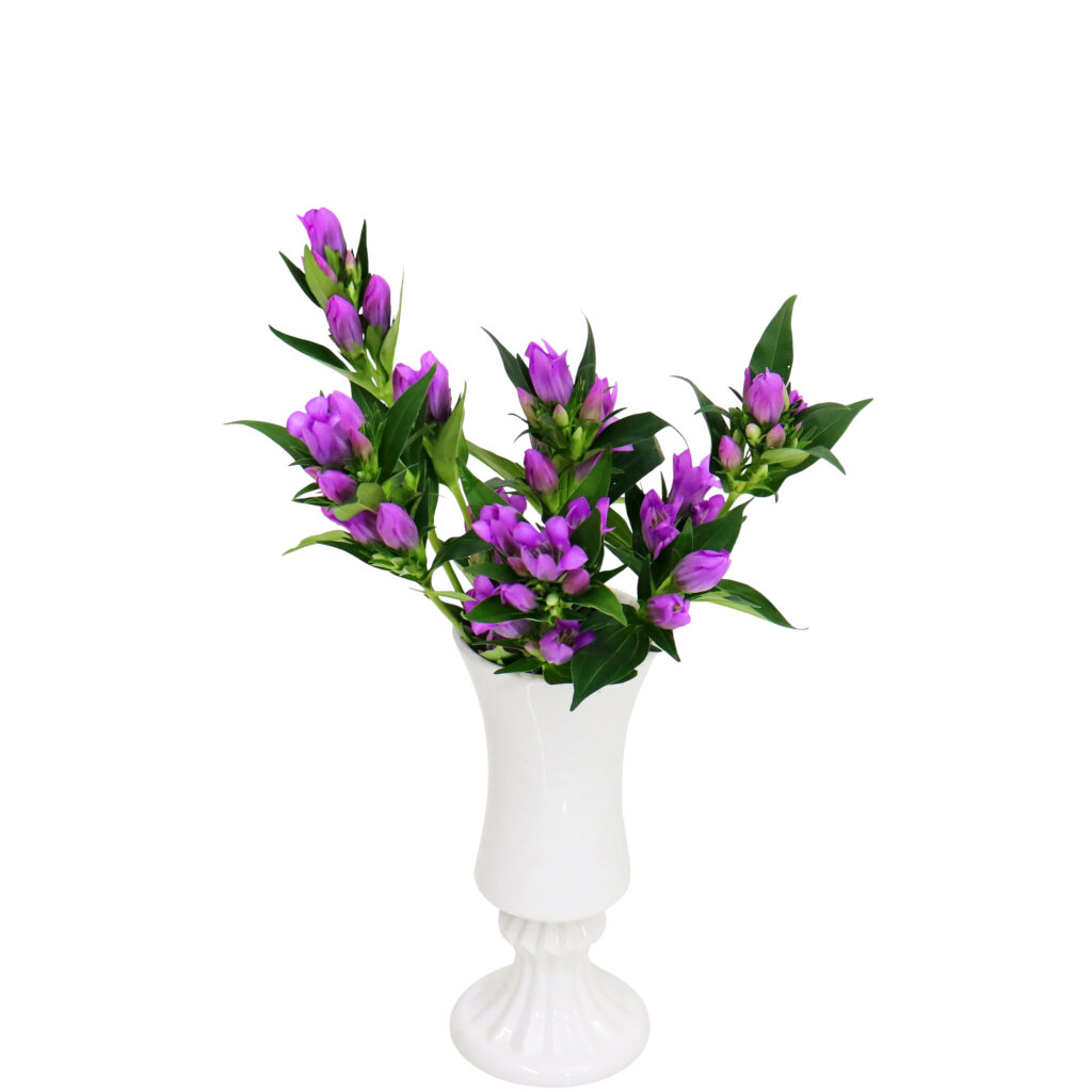 S.プラスONE 切り花S [2025年10月 - 1回目]