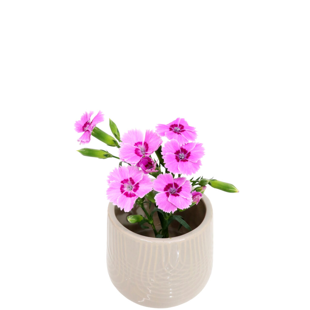 S.プラスONE 切り花S [2025年9月 - 3回目]