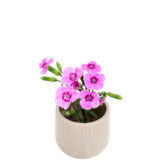 S.プラスONE 切り花S [2025年9月 - 3回目]