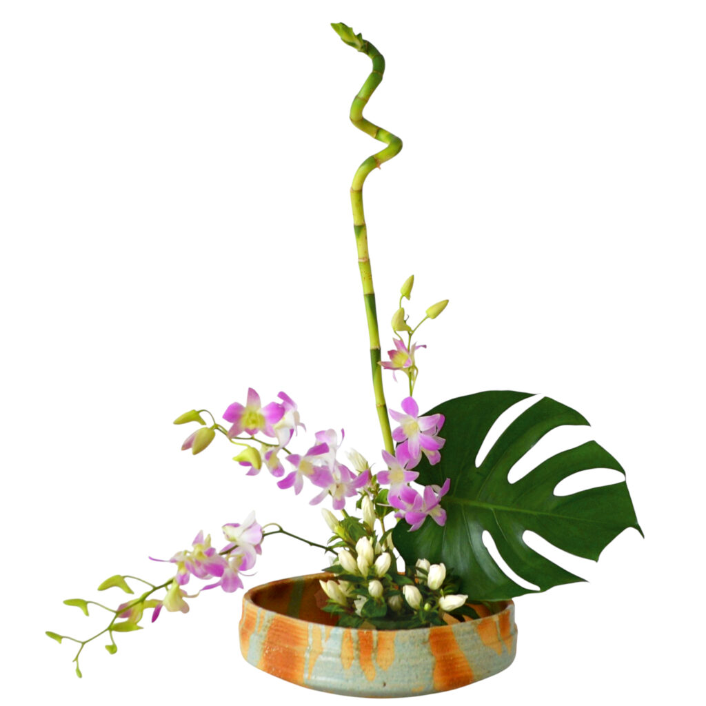 C.水盤スターターコース [2025年10月 - 2回目]