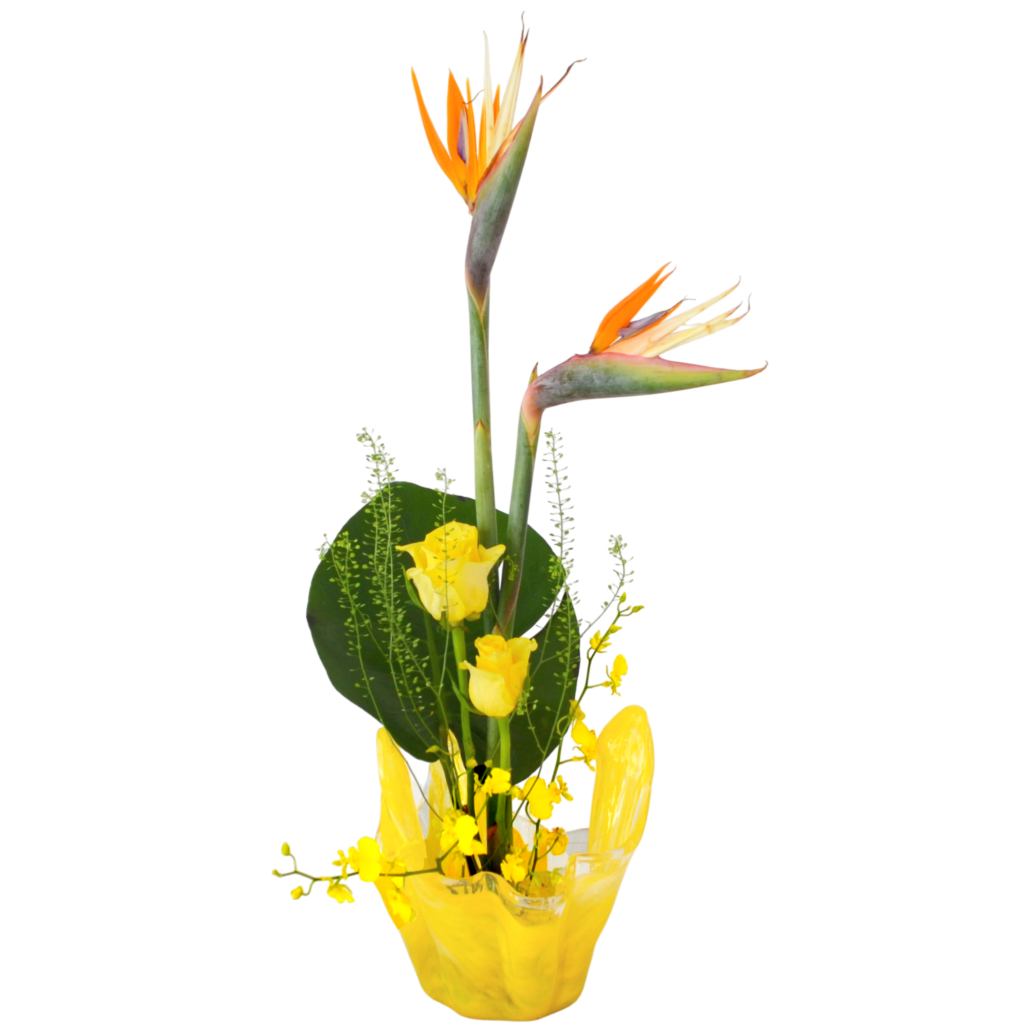 C.水盤スターターコース [2025年11月 - 1回目]