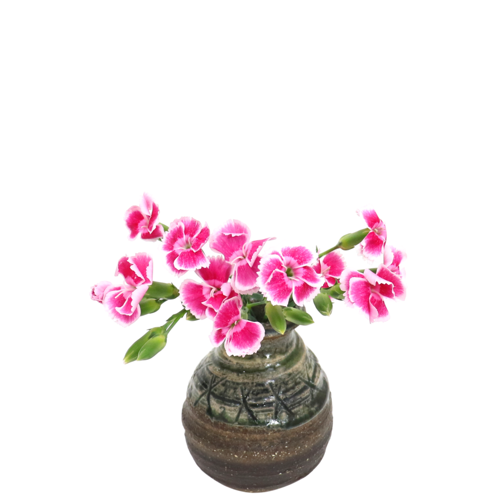 S.プラスONE 切り花S [2025年11月 - 1回目]