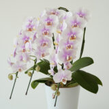 2026年 鉢花・リース・寄せ植え・スワッグ （854-1～854-17）