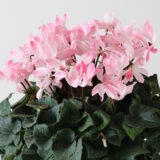 2026年 鉢花・リース・寄せ植え・スワッグ （854-1～854-17）