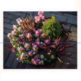 2025_花苗で彩り