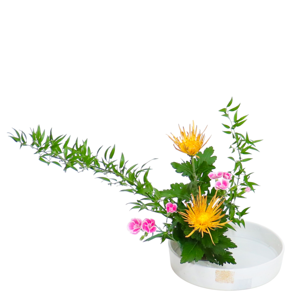 C.水盤スターターコース [2025年11月 - 2回目]