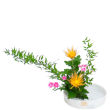 C.水盤スターターコース [2025年11月 - 2回目]