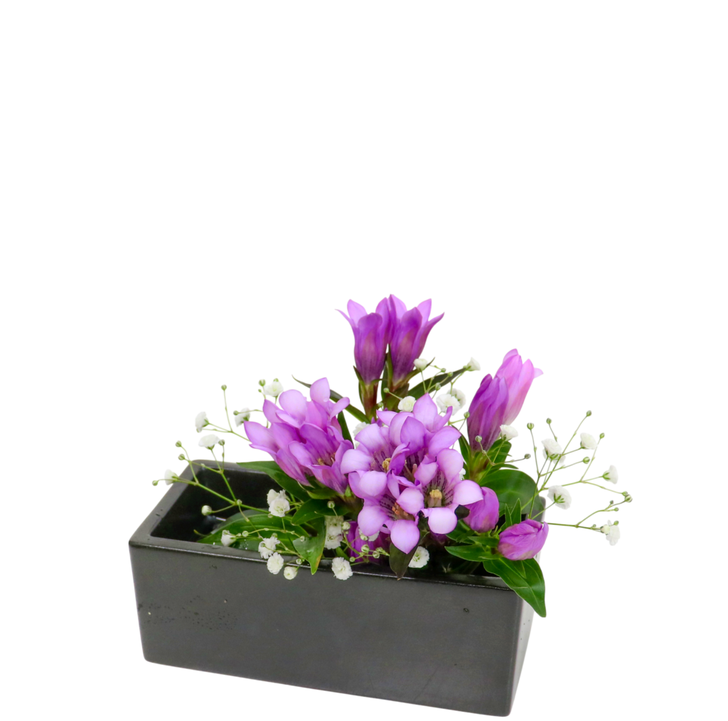 S.プラスONE 切り花S [2025年11月 - 2回目]