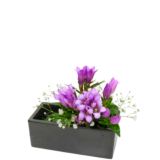 S.プラスONE 切り花S [2025年11月 - 2回目]