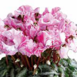 2026年 鉢花・リース・寄せ植え・スワッグ （854-1～854-17）