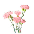 2026年 新年の花（1～85）