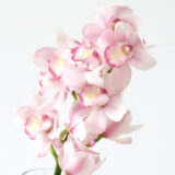 2026年 新年の花（1～85）