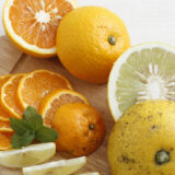 2026年 迎春_さんらいふ生活