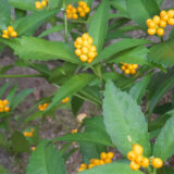 2026年 しめ縄・枝もの（101～113）（131～145）