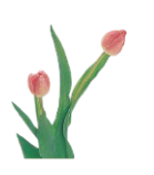 2026年 新年の花（1～85）