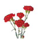 2026年 新年の花（1～85）