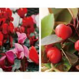 2025_花苗で彩り