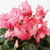 2026年 鉢花・リース・寄せ植え・スワッグ （854-1～854-17）