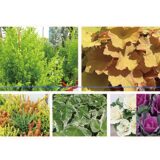 2025_花苗で彩り