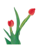 2026年 新年の花（1～85）