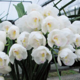 2026年 鉢花・リース・寄せ植え・スワッグ （854-1～854-17）