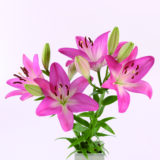 2026年 新年の花（1～85）