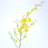 2026年 新年の花（1～85）