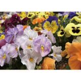 2025_花苗で彩り