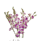 2026年 新年の花（1～85）