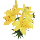 2026年 新年の花（1～85）