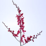 2026年 新年の花（1～85）