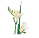 2026年 新年の花（1～85）