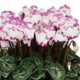 2026年 鉢花・リース・寄せ植え・スワッグ （854-1～854-17）