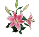 2026年 新年の花（1～85）