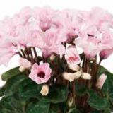 2026年 鉢花・リース・寄せ植え・スワッグ （854-1～854-17）