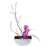 C.水盤スターターコース [2025年12月 - 2回目]