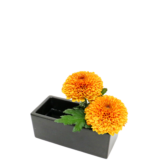 S.プラスONE 切り花S [2025年12月 - 2回目]