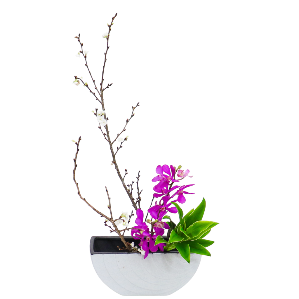 C.水盤スターターコース [2025年12月 - 2回目]