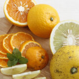 2026年 迎春特別企画_福岡正信自然農園