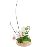 C.水盤スターターコース [2026年1月 - 1回目]