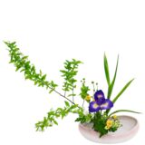 C.水盤スターターコース [2026年1月 - 2回目]